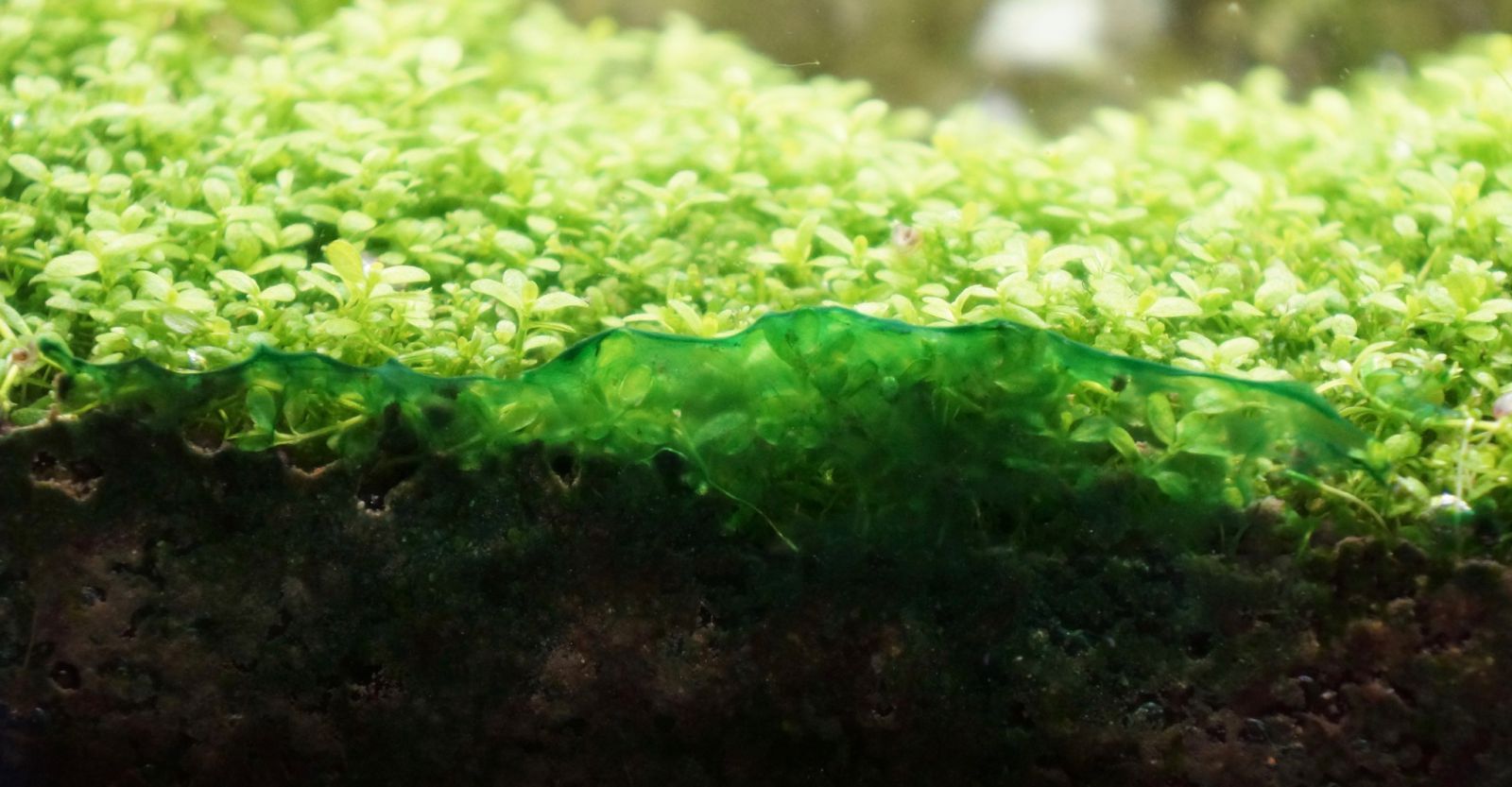 Водоросли на стеклах. Синезеленые водоросли в аквариуме. Синезелёные водоросли цианобактерии. Сине-зеленые водоросли цианобактерии в аквариуме. Цианобактерии в аквариуме.
