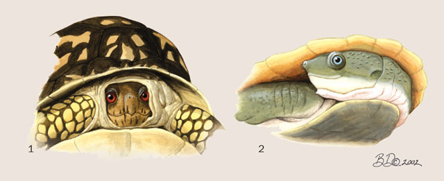 Черепахи внутреннее оплодотворение. Анатомия черепахи красноухой. Скелет красноухой черепахи. Строение красноухих черепах. Физиология красноухой черепахи.