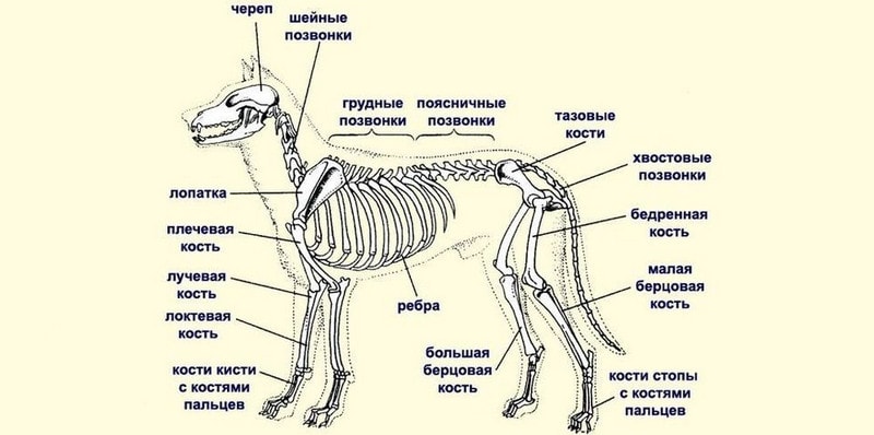 Строение скелета собаки