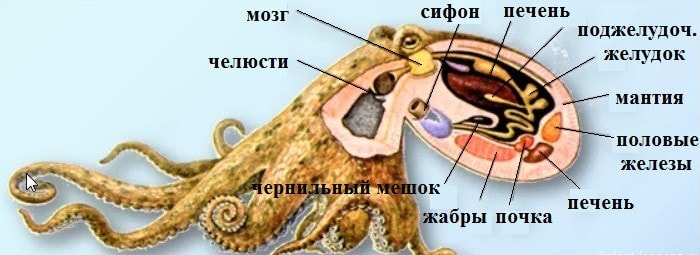 Внутреннее строение моллюсков