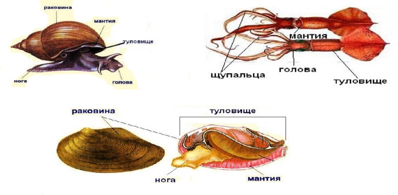 Внешнее строение моллюсков