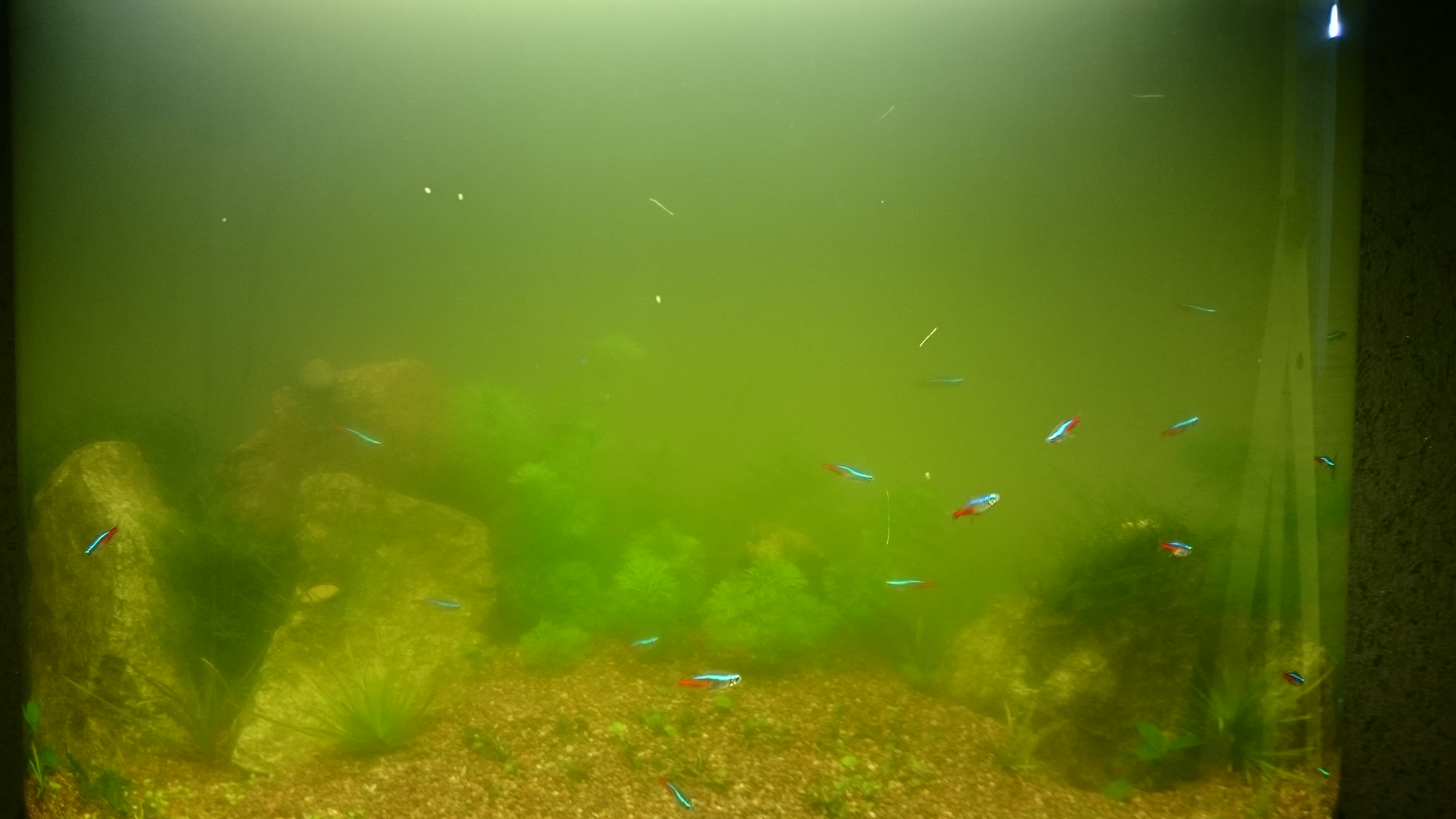 Желтая вода в аквариуме. Аквариум заросший водорослями. Зелёные водоросли. Мутный аквариум. Зеленый аквариум.