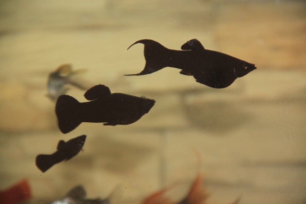 Как отличить самца моллинезия. Моллинезия черная аквариумная рыбка малек. Моллинезия черно-Золотая лирохвостая. Моллинезия рыбки мальки. Мальков моллинезии mollienesia.