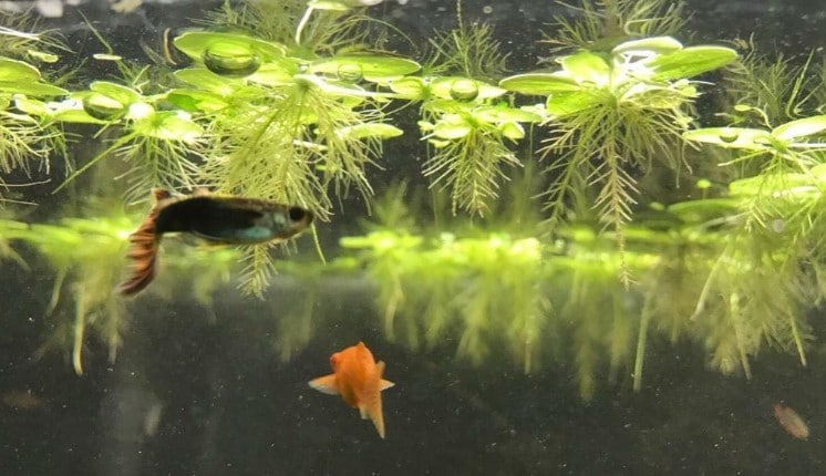 Benefits-of-Floating-Plants-in-Aquarium