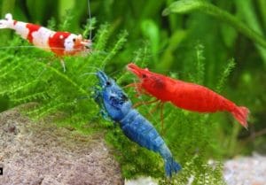 Freshwater Aquarium Shrimp – The 10 Best Shrimps for Aquarium