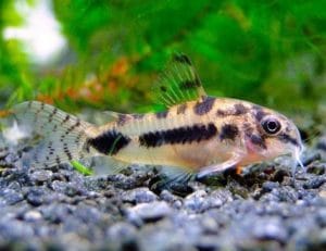 10 Best Freshwater Aquarium Catfish Species