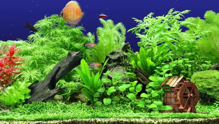 Best Artificial Aquarium Plants