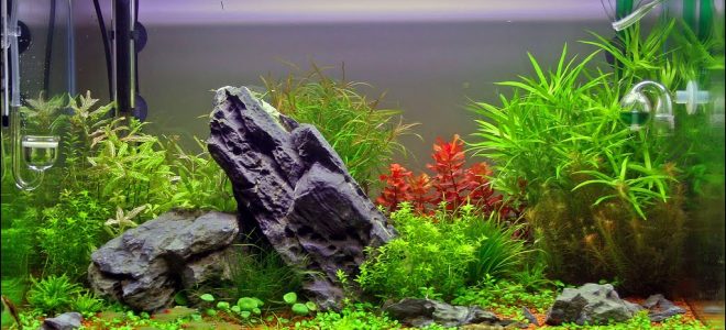 Растения и камни в аквариуме