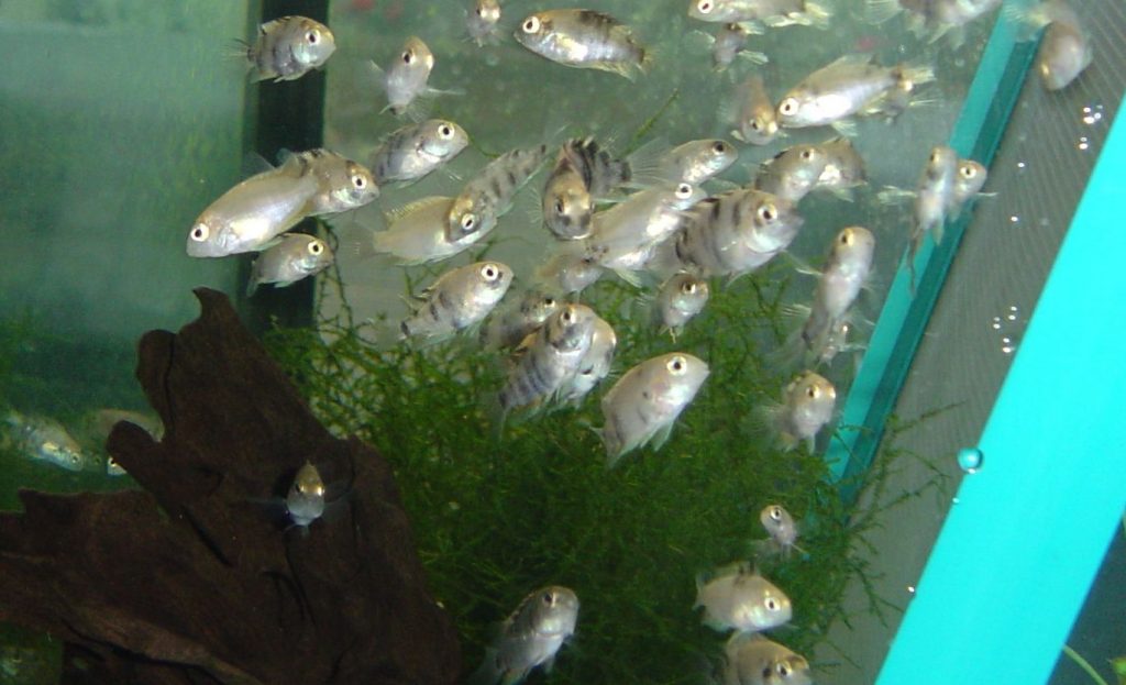 Молодые рыбки выглядывают из зарослей травы