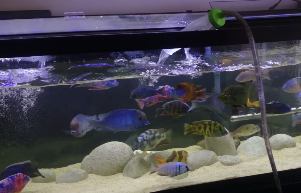 Замена воды в аквариуме