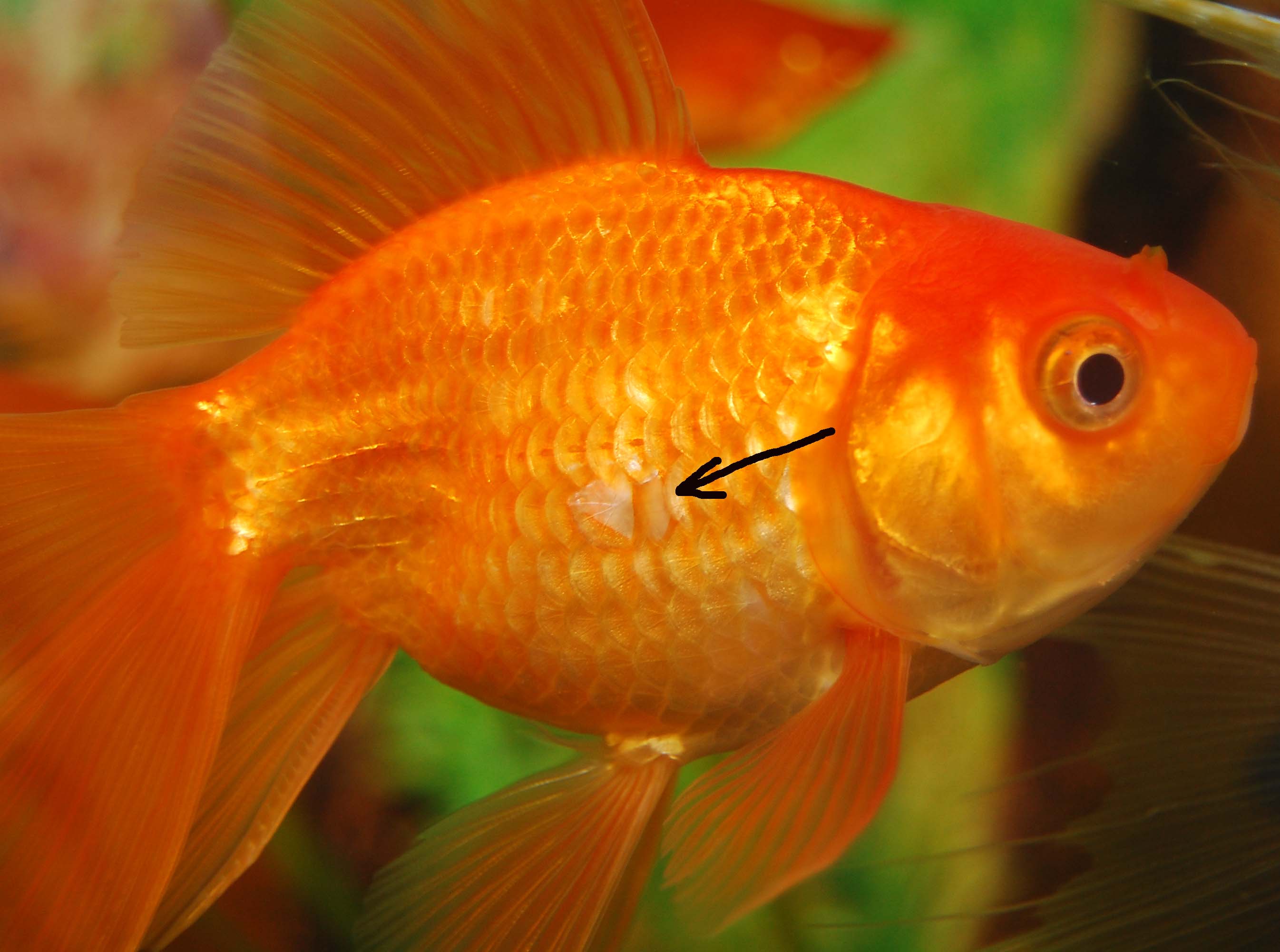 Фото цветов золотая рыбка. Золотая рыбка вуалехвост. Аквариумные рыбки Золотая рыбка. Скалярия аквариумная рыбка. Расцветки золотых рыбок.