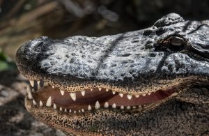 alligator mouth