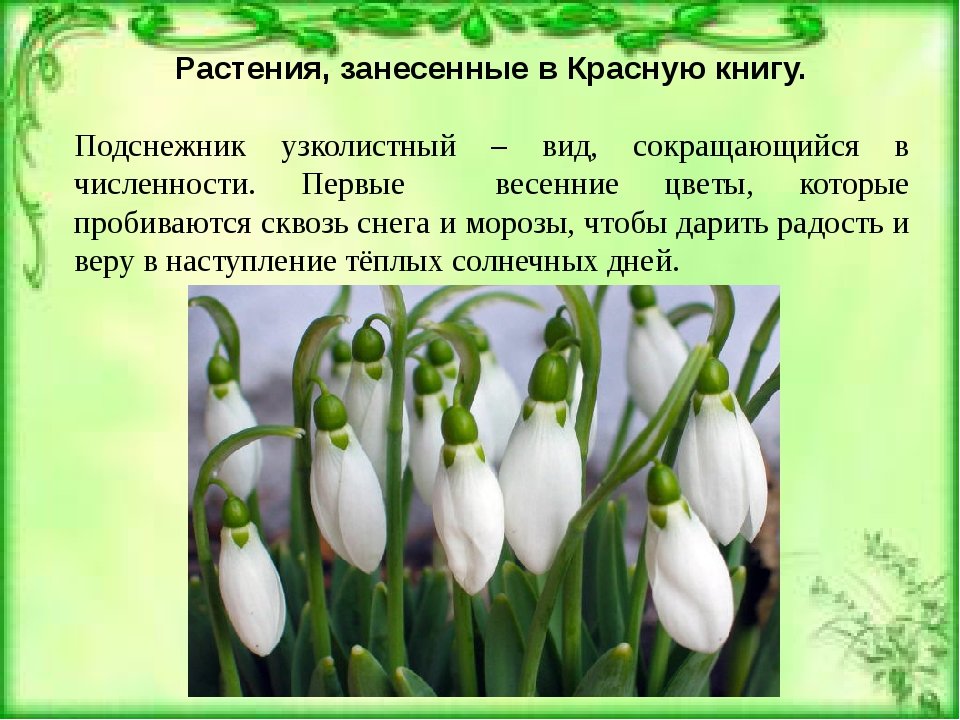 Составьте план текста под угрозой сейчас находится большинство оставшихся высших видов растений