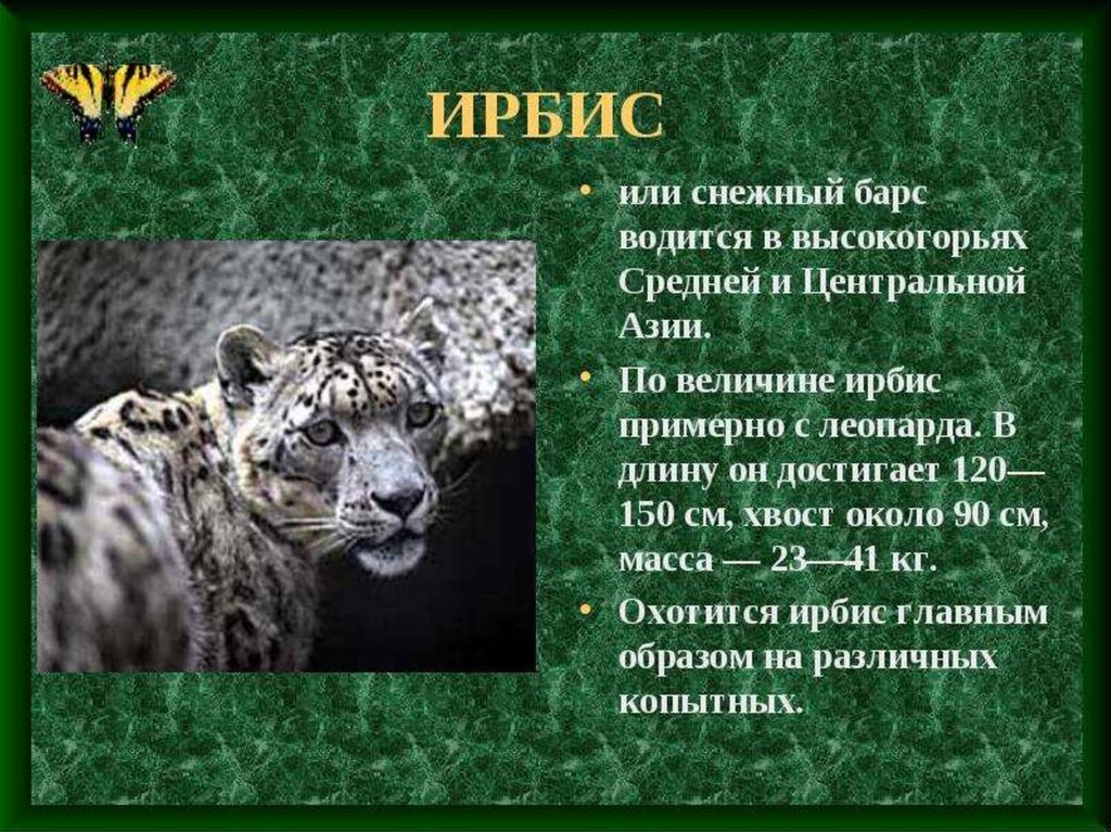 Животные из красной книги россии фото и описание 2 класс