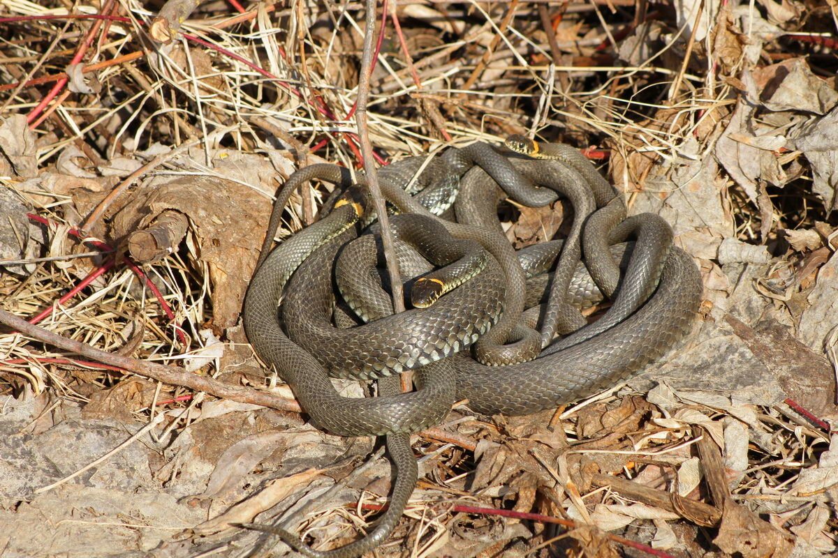 Фото клубка змей