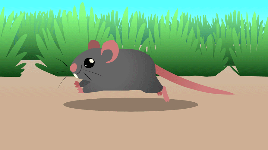 Видео где бегает мышка