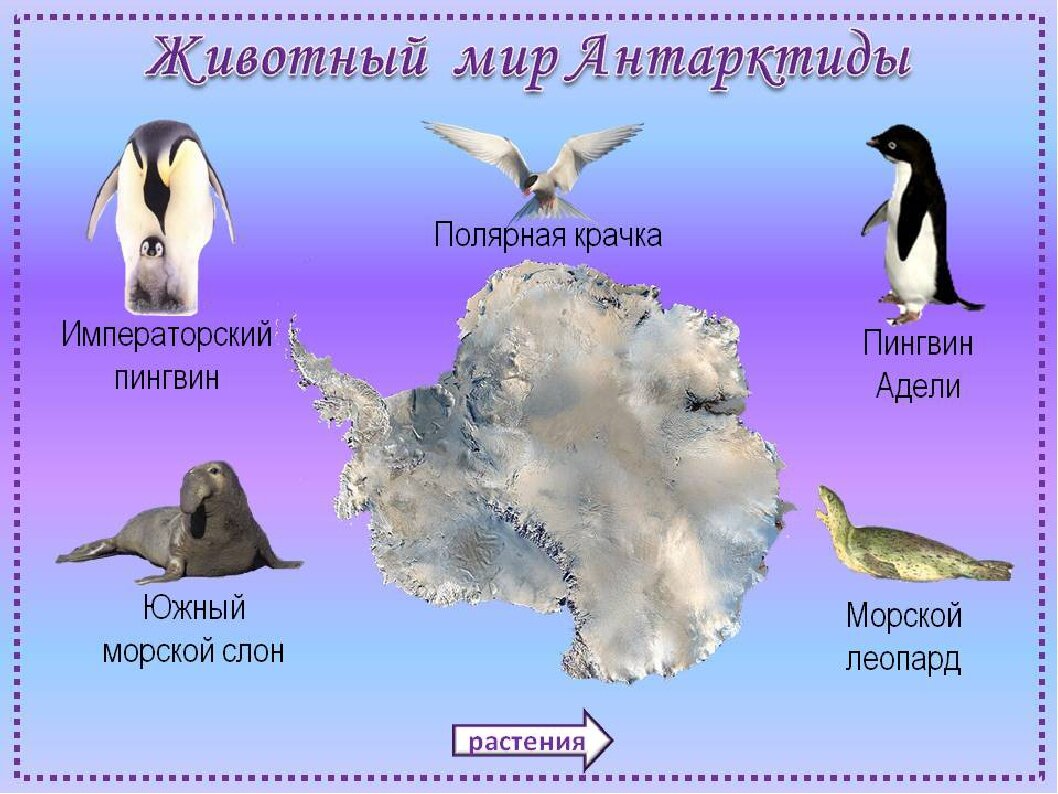 Какой из перечисленных морских. Животный мир Антарктиды. Антарктида материк животные. Животные мир Антарктиды. Растительный и животный мир ант.