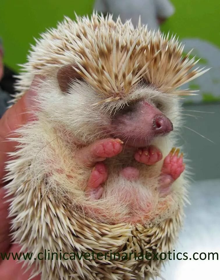 Еж высунул язык. Ежик показывает язык. Ежик с языком. Язык ежиков. Ежик с языком.