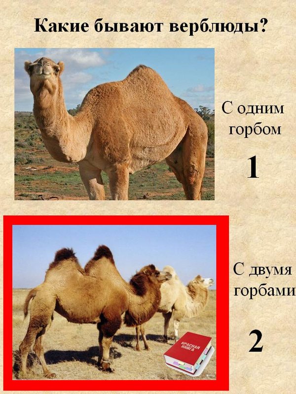Породы верблюдов с фотографиями и названиями