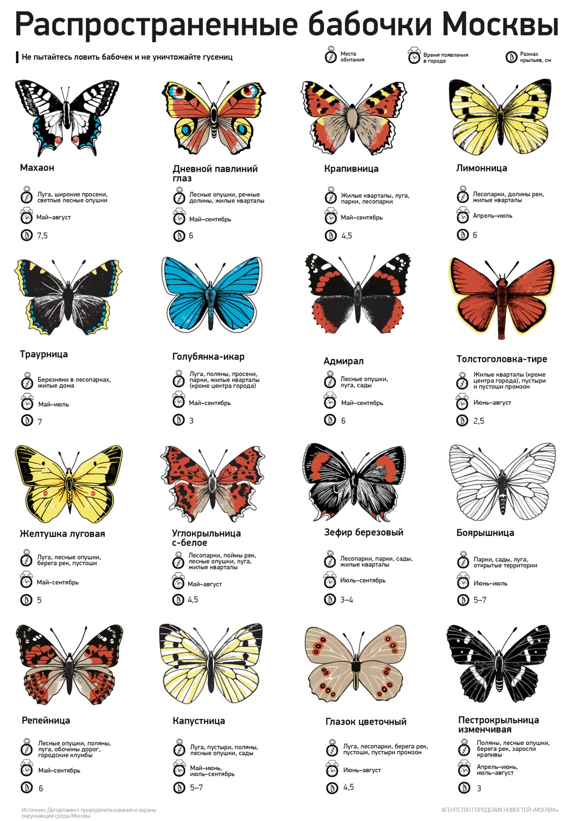 Какие имена бабочек. Бабочки России таблица с названиями. Как определить название бабочки. Название бабочек на русском языке. Ночные бабочки России и их названия.
