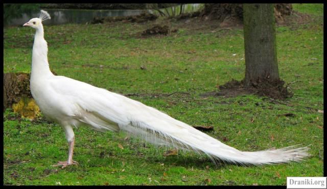 Какая птица имеет хвост. Какая птица имеет длинный хвост. Павлин имеет длинный хвост. Какая птица имеет самый длинный хвост. Какая птица имеет длинный хвост 3.