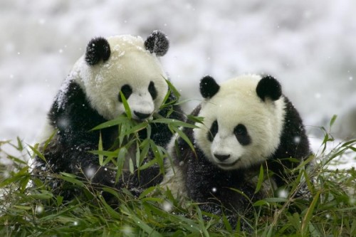 Интересные факты о пандах2
