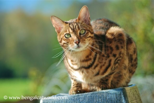 Brown Spotted Bengal Cat
