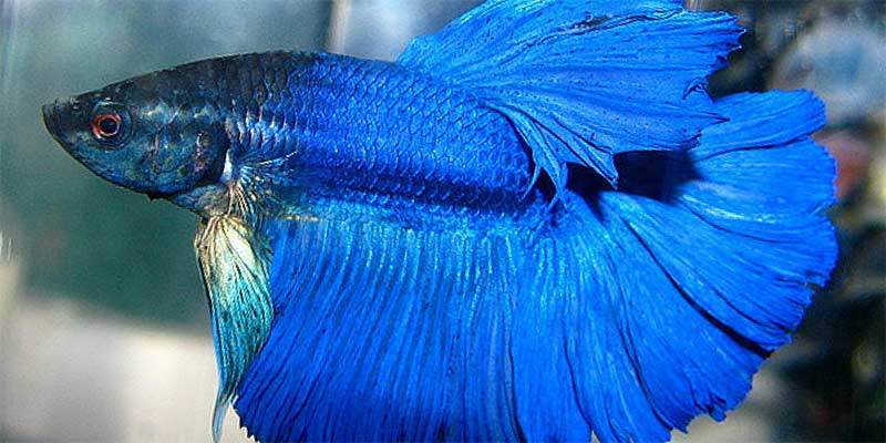 blue betta fish names