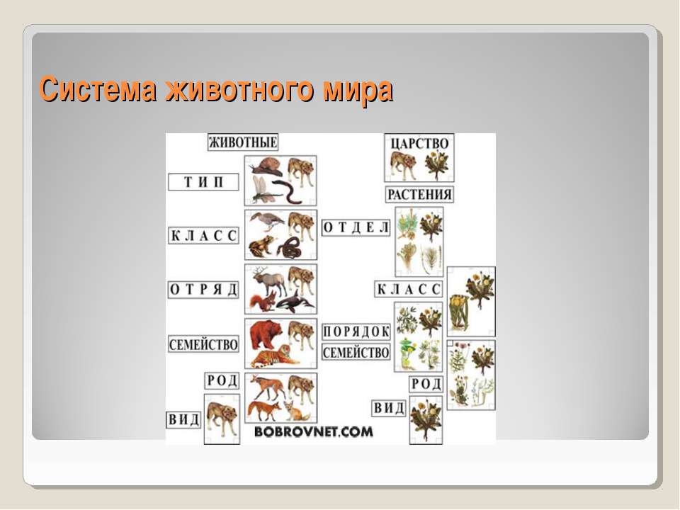 System animal. Царство животных классификация. Систематика животных.