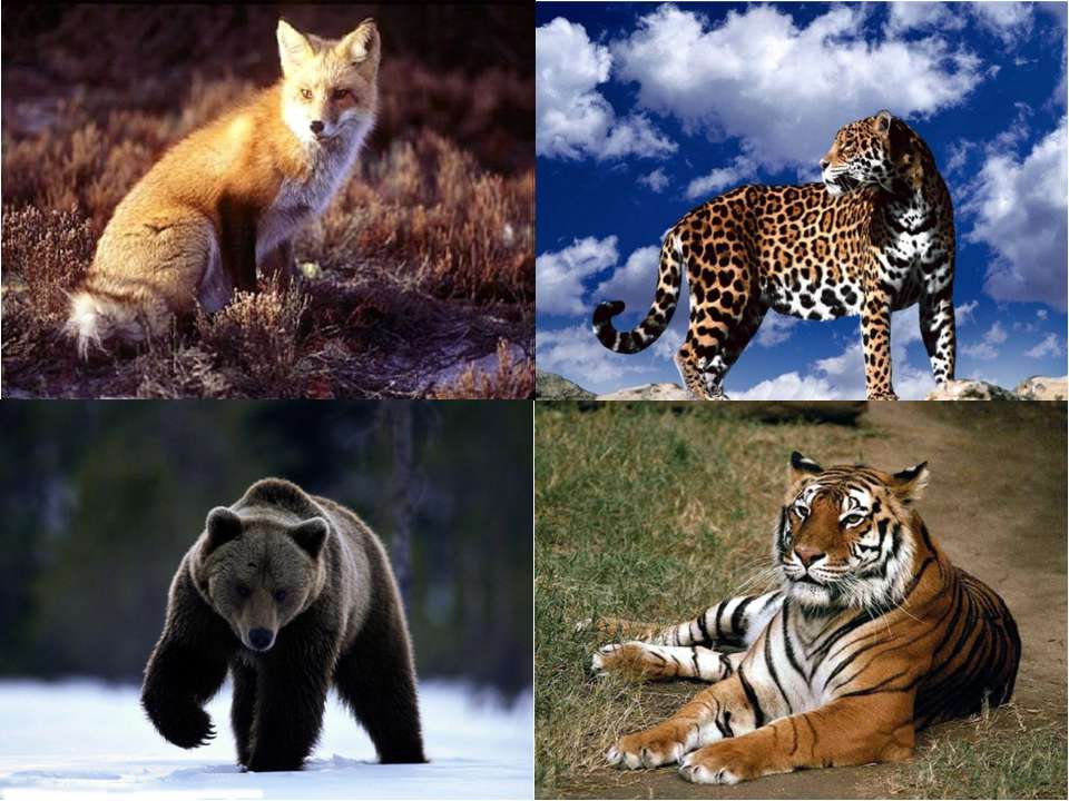 Чем отличаются хищники. Отряд Хищные представители. Отряды млекопитающих хищники. Хищные млекопитающие. Семейства хищных млекопитающих.