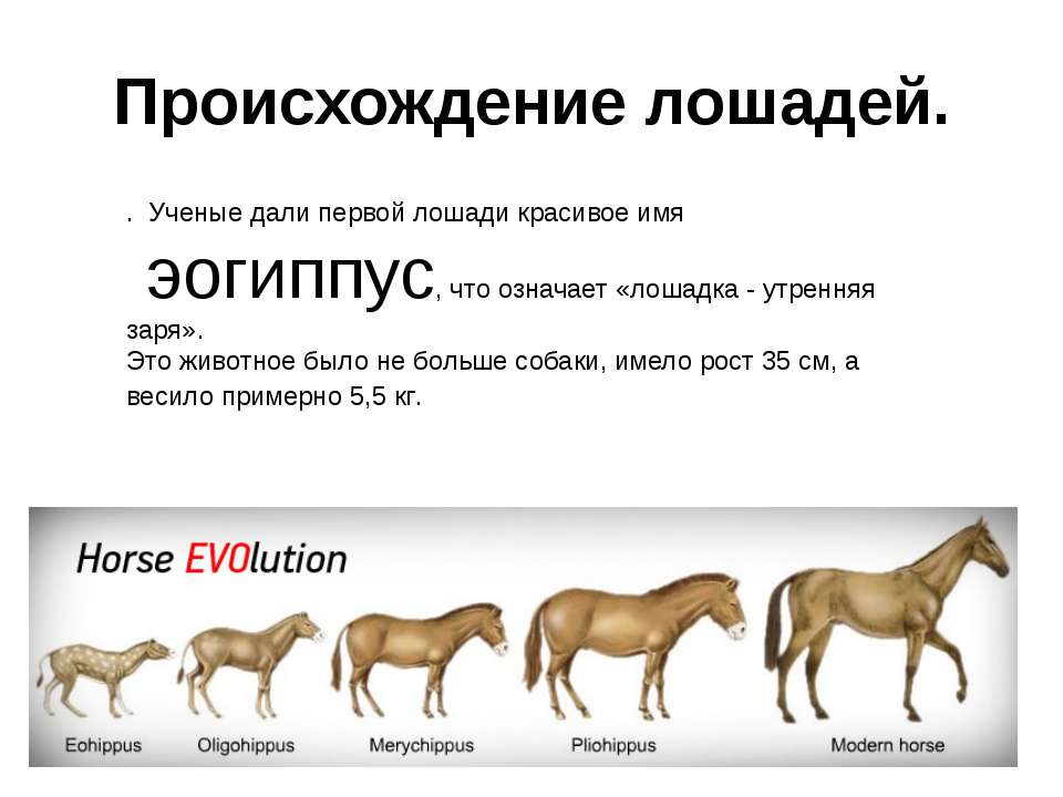 Как называется профессия где лошади. Eohippus Эволюция лошадей. Происхождение лошади Эволюция. Происхождение пород лошадей. Появление лошадей.