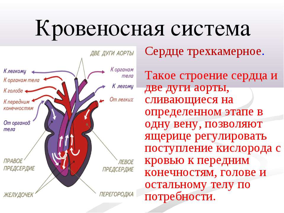 У земноводных сердце трехкамерное с неполной перегородкой. Трехкамерное сердце пресмыкающихся. Кровеносная система ящерицы. Трехкамерное сердце рептилий. Кровеносная система сердца.