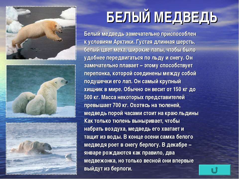 Рассказы о зоне. Информация о белом медведе. Сообщение о белом медведе. Рассказ о белом медведе. Доклад про белого медведя.