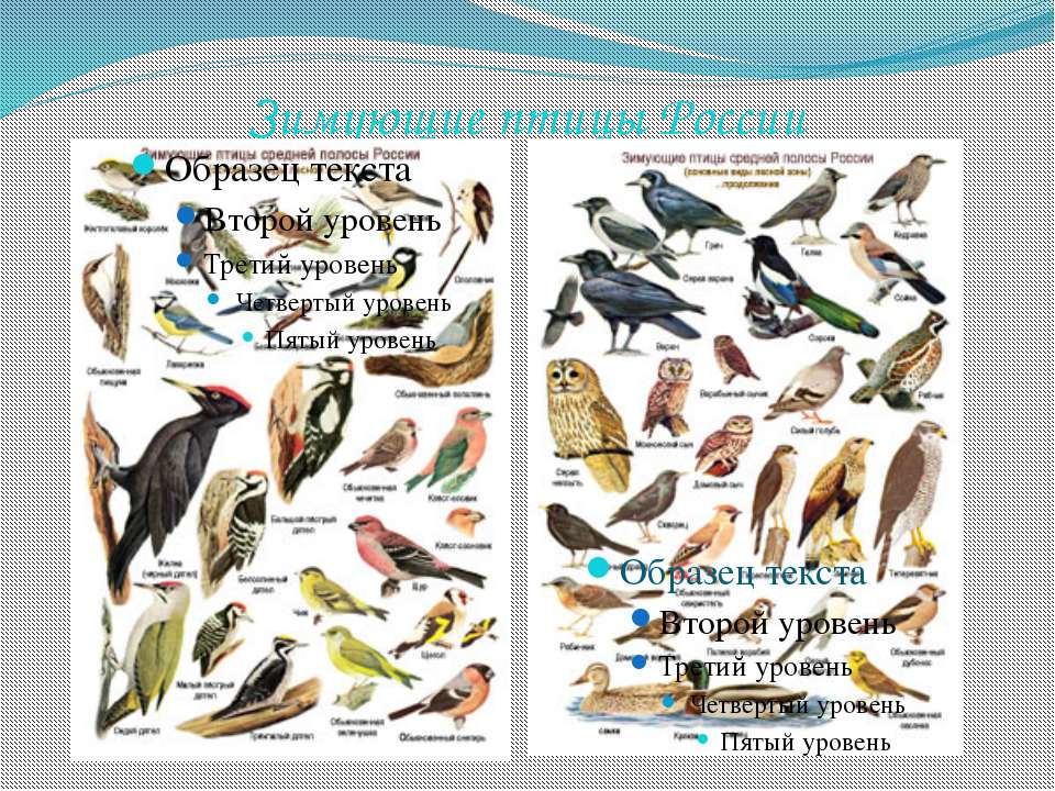 Птицы средней полосы фото и описание