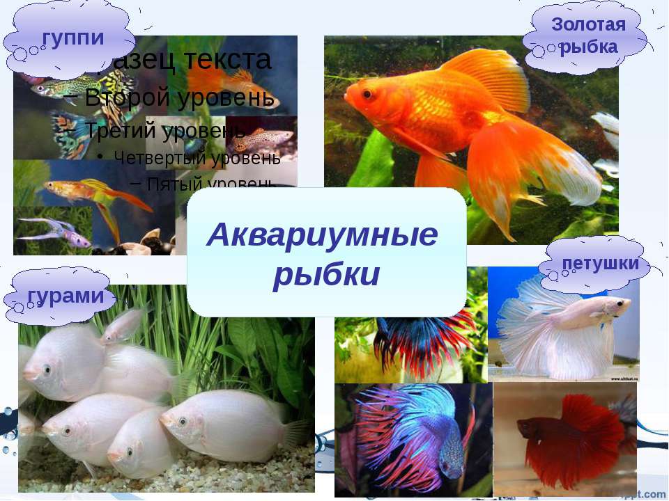 Аквариумные рыбки на букву с фото и название