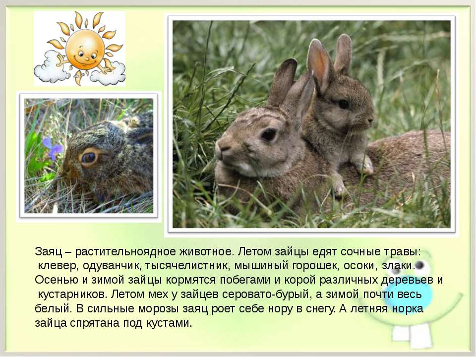 Изменения в жизни животных летом таблица. Описание зайца для детей. Заяц для презентации. Сообщение о зайце. Доклад про зайца.