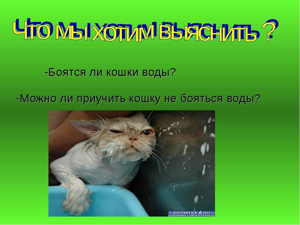 Почему кошки боятся. Почему кошки пояцца воды. Почему кошки боятся воды. Почему кошки боятся воды исследовательская работа. Боятся воды почему кошки боятся воды.