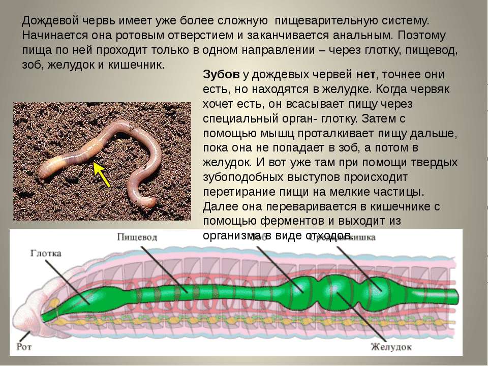 Какая наука изучает червей