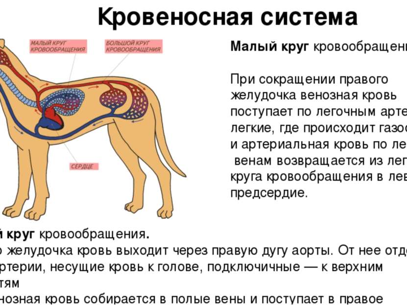 Кровеносная система собаки схема