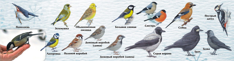 Птицы семейства воробьиных средней полосы фото с названиями
