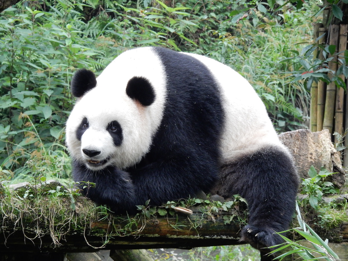 Включи где панда. Гигантская Панда. Где живут панды. Панды живут в Италии. Большая Панда в квартире.
