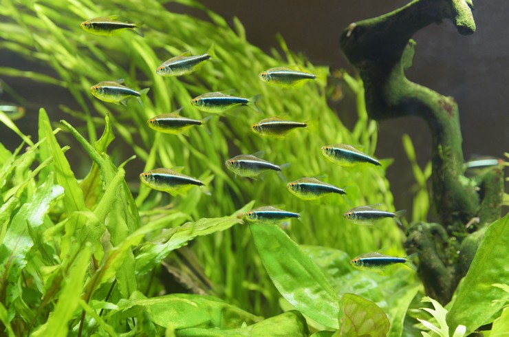 Черные неоны в зарослях водных растений