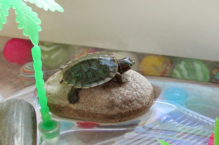 Черепахи, содержащиеся без УФ-лампы, часто болеют рахитом