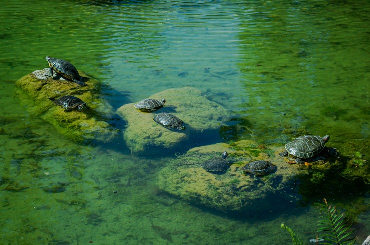 Колония красноухих черепах в естественном пруду