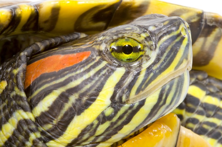 Пятно за глазами – «визитная карточка» красноухих черепах