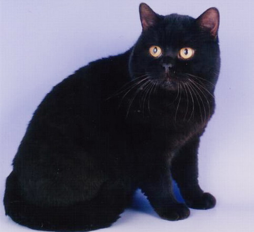 черные британские котята