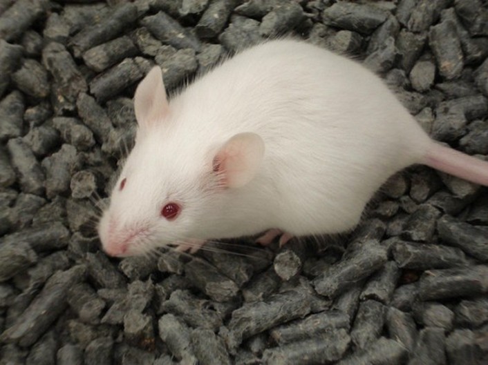 мышь домашняя белая лабораторная