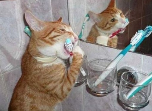 кошка чистит зубы