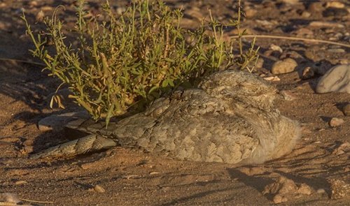 Топ-25: Животные, которые используют маскировку, чтобы одурачить нас