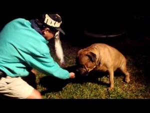Training a Bullmastiff